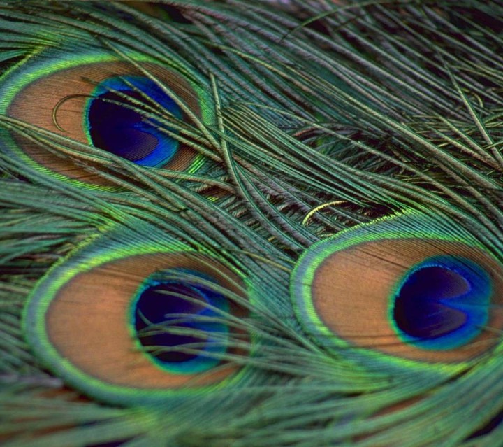 Peacock