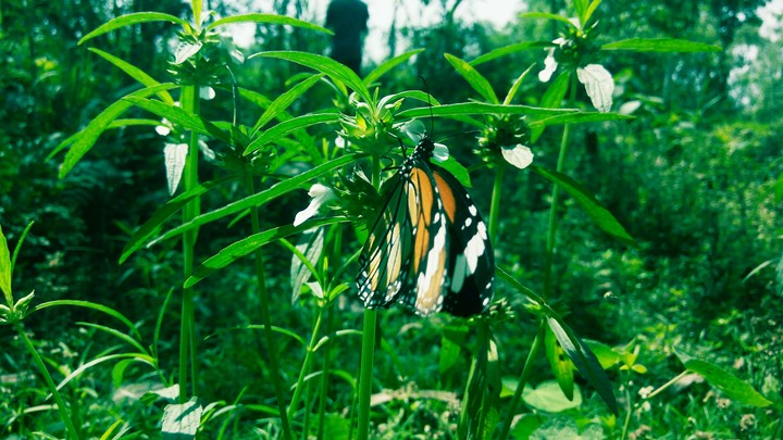 butterfly
