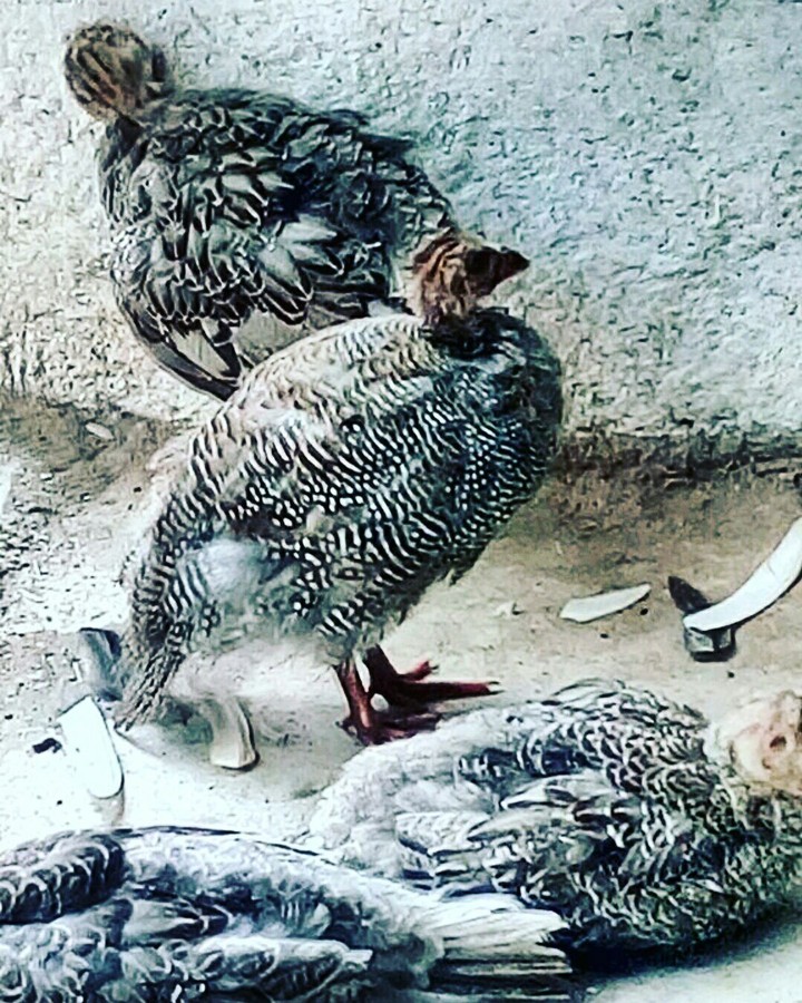 guiny fowls