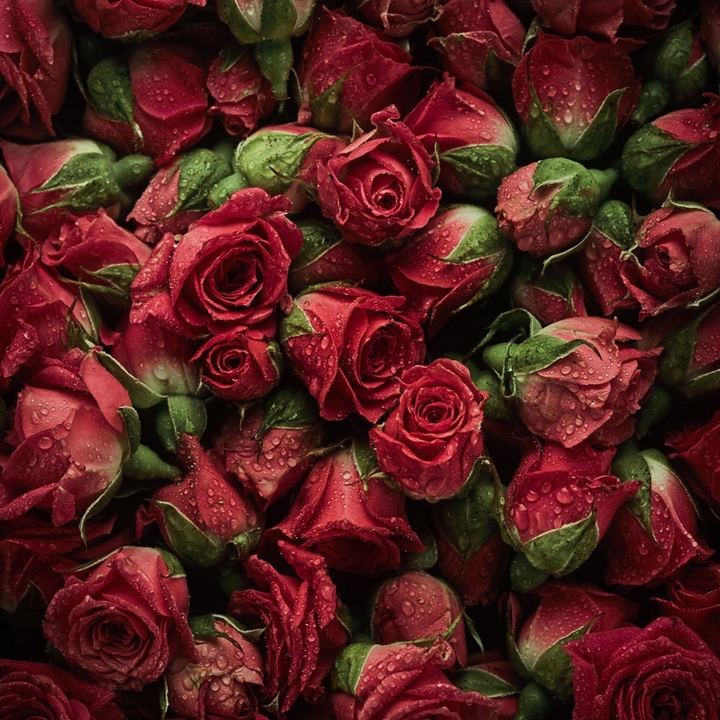 Roses