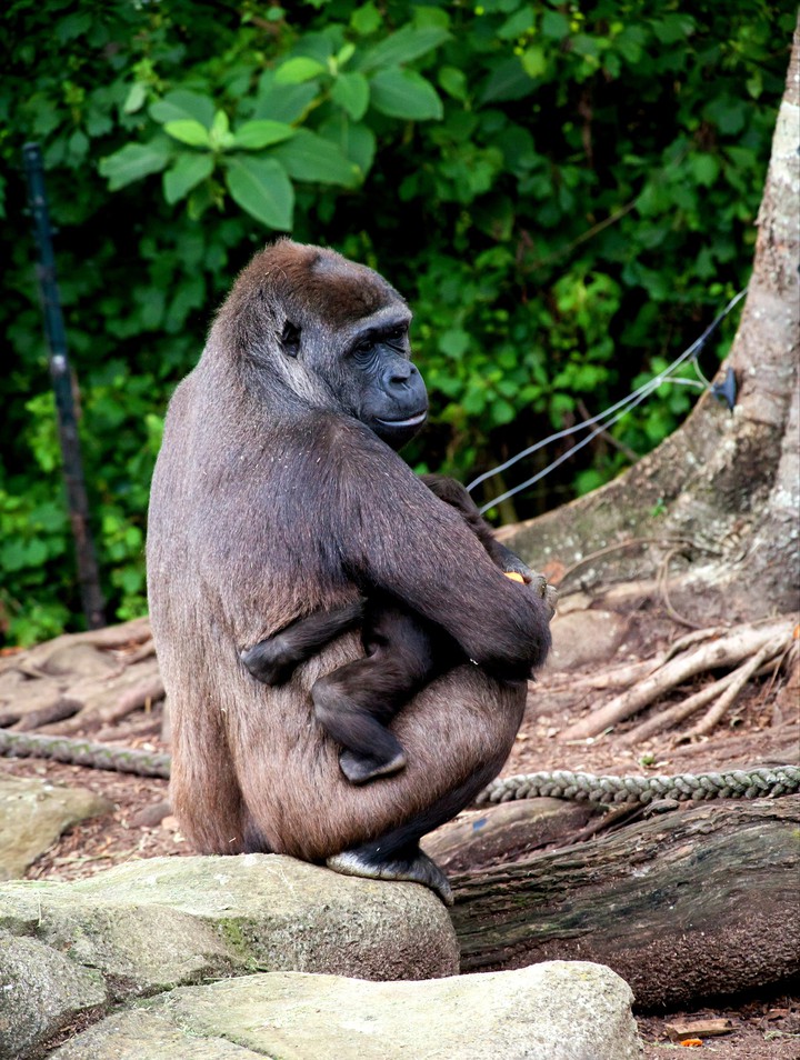 Gorilla (●´ϖ`●)