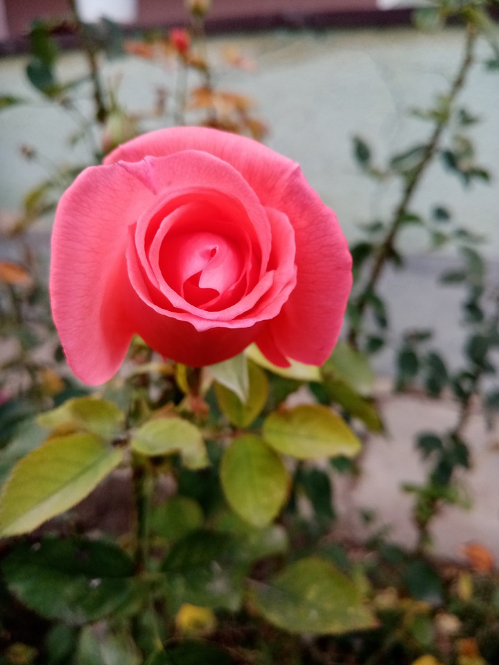 rose