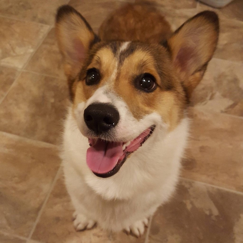 lil corglet