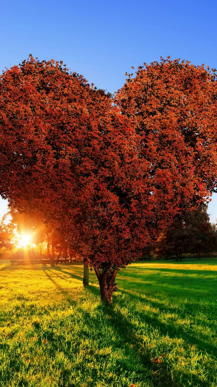 LOVE SHAPED TREE