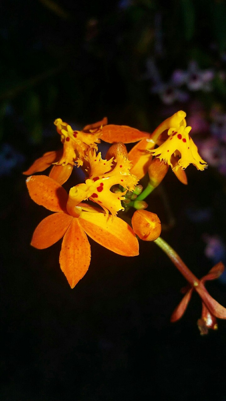 orquídea