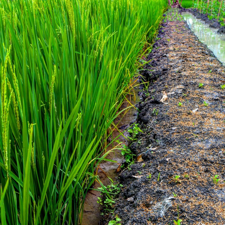 padi field