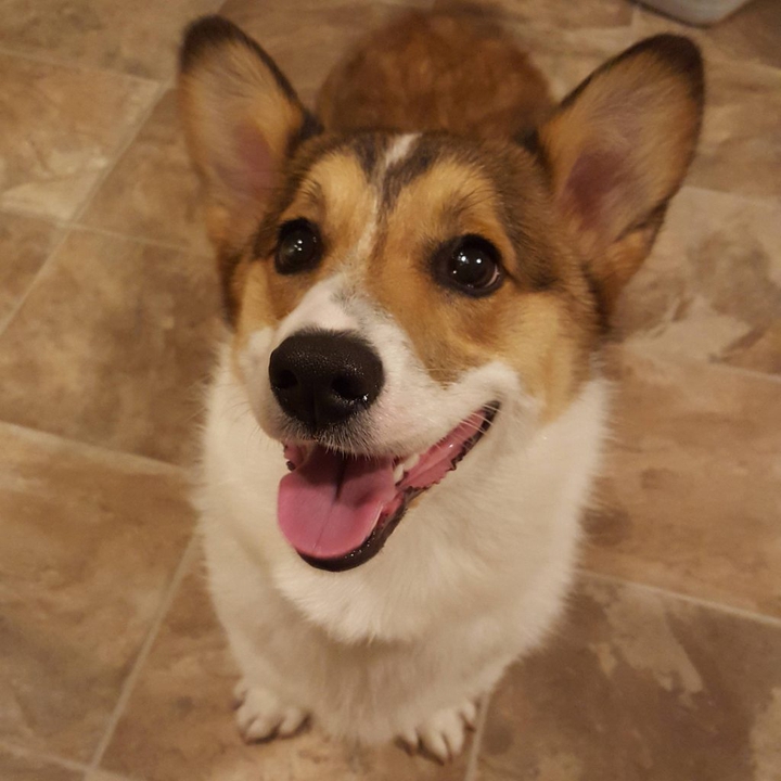 lil corglet