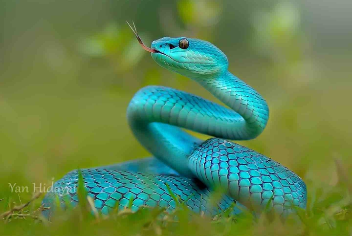 viper
