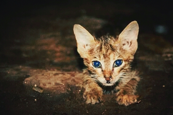 cat street