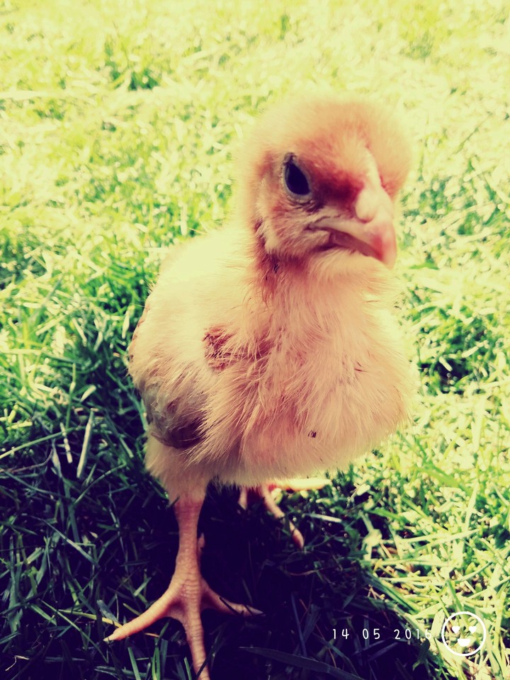 bird