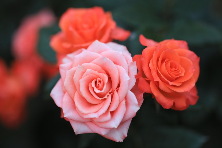 Rose
