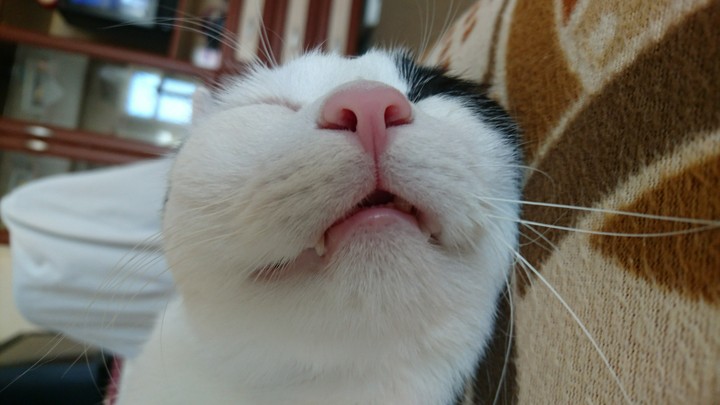 My cat