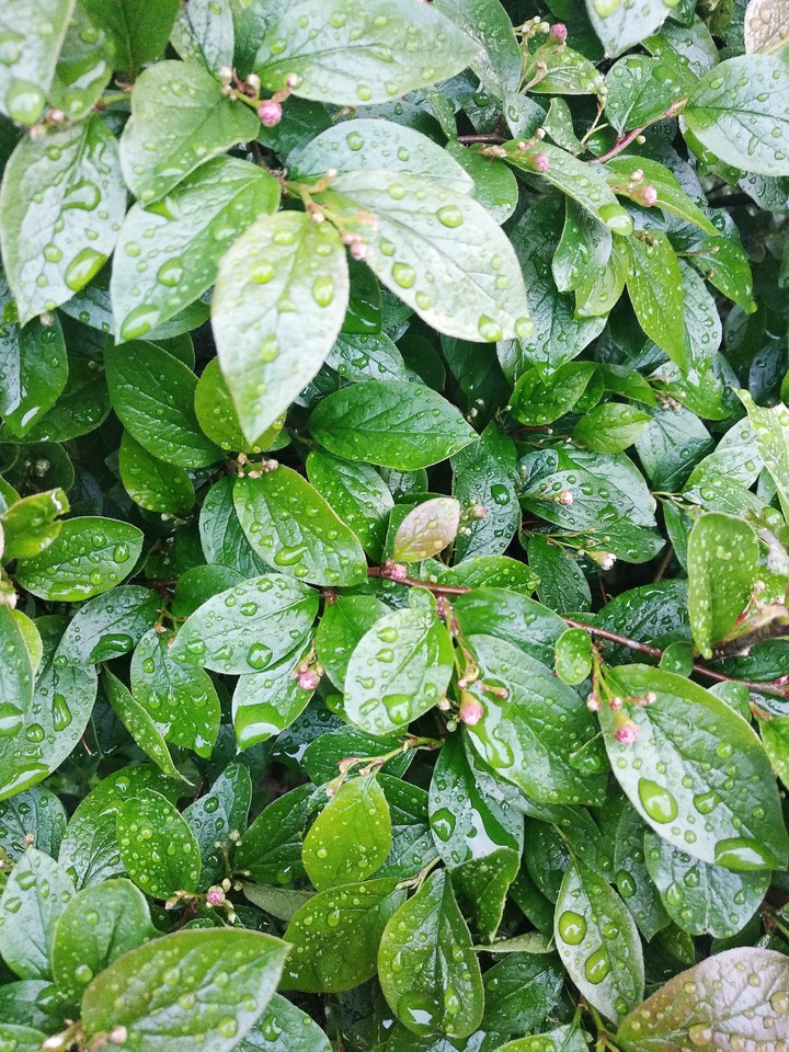 After rain