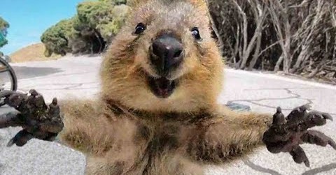 fonds d'écran wildlife, wombat