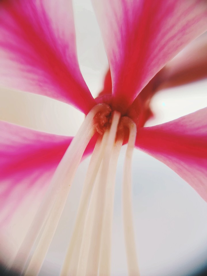 Agora flower