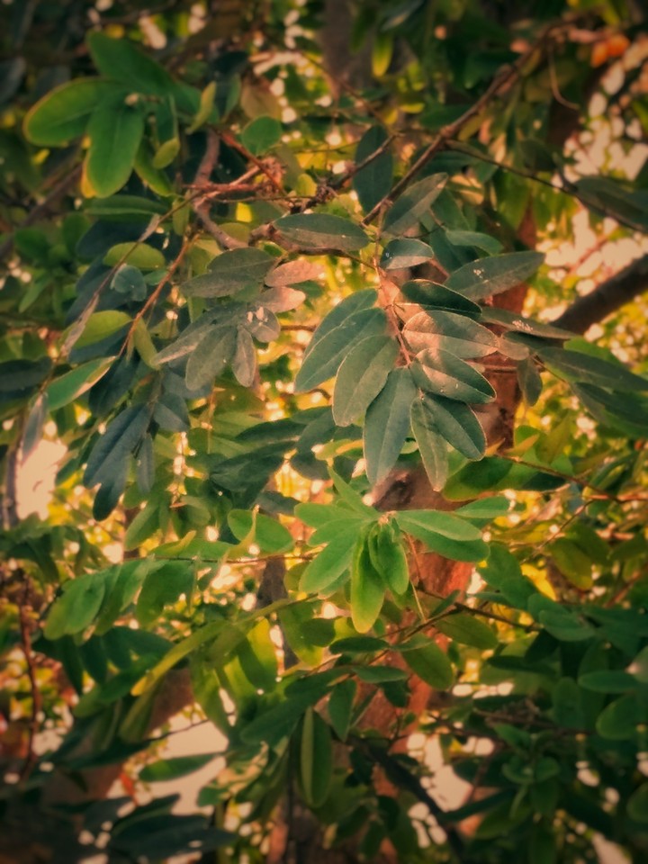 green leaves.