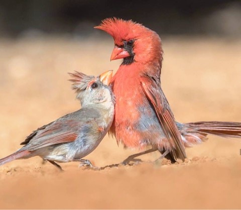 cardinals