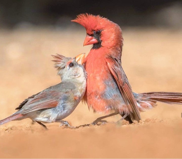 cardinals