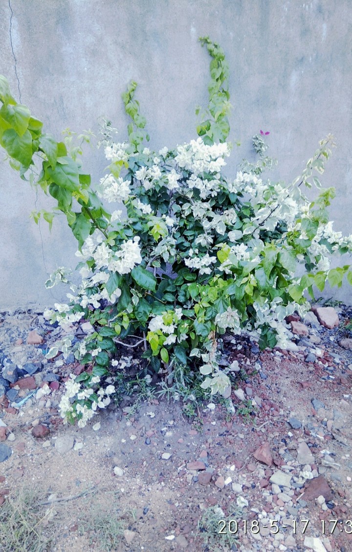 flower