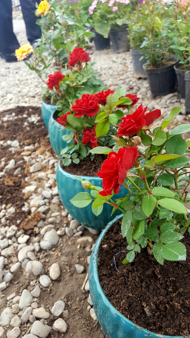 red roses