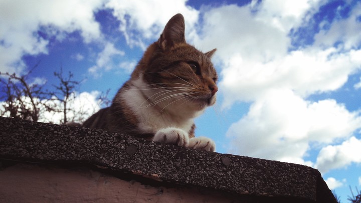 It's a cats world