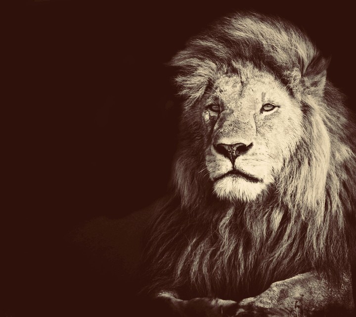 Aslan!