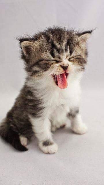 kitty