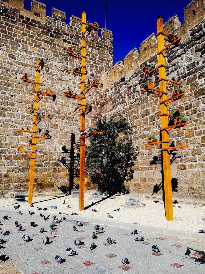 bird