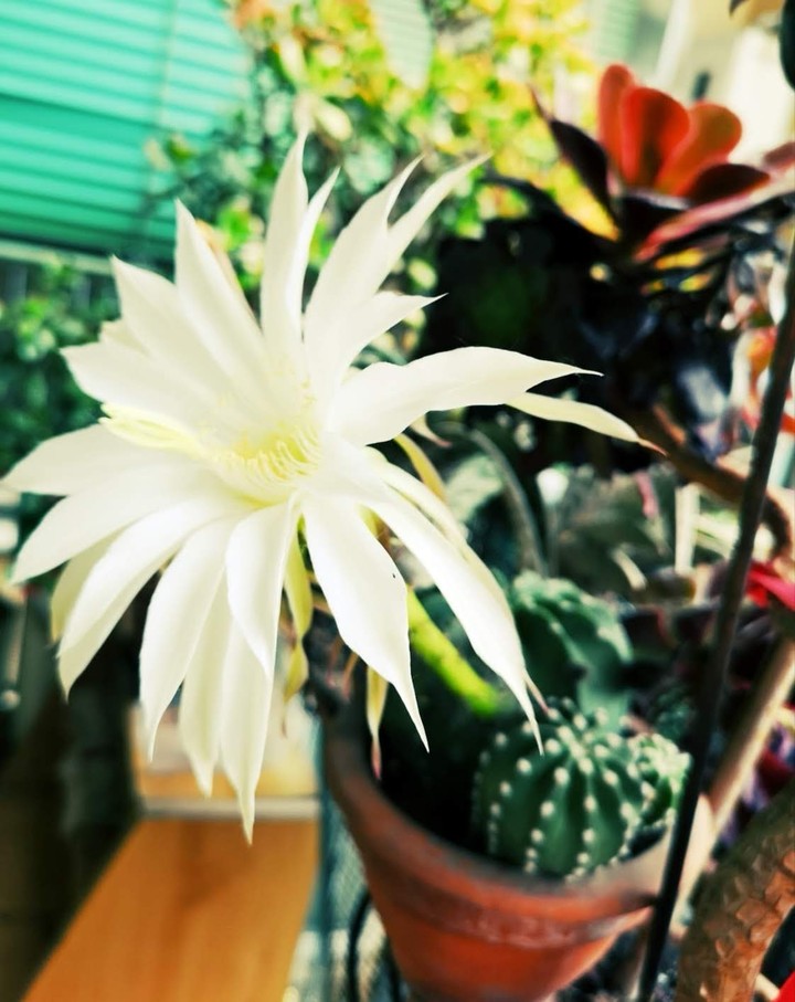 fiore di madre