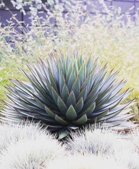 fondos de pantalla aloes, agave