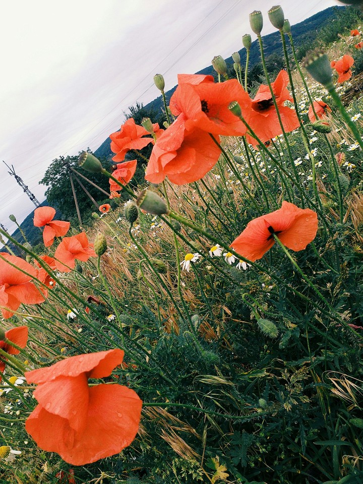 Flowers