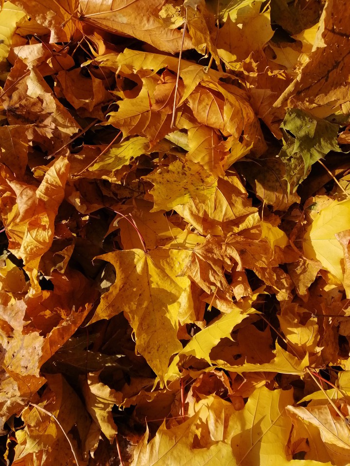 fallen leaves