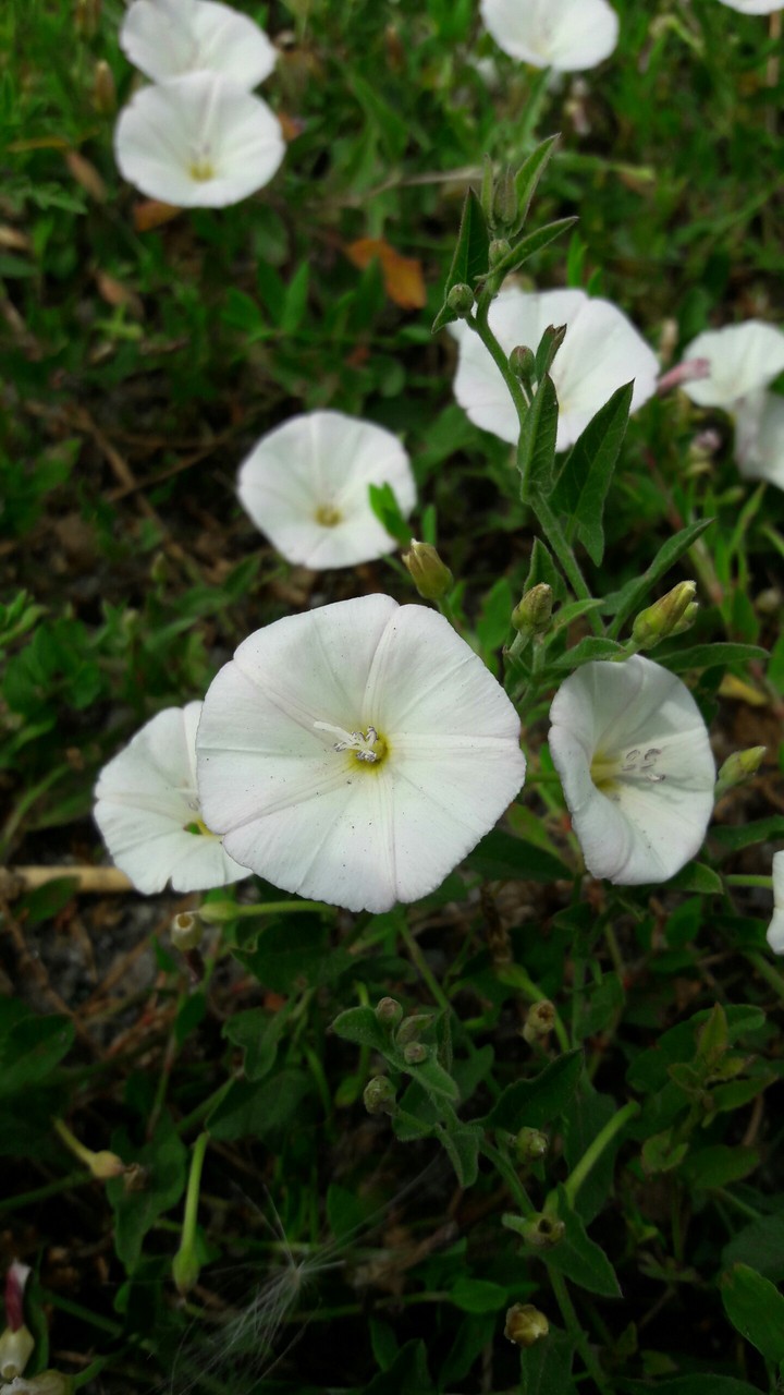 Field bindweed