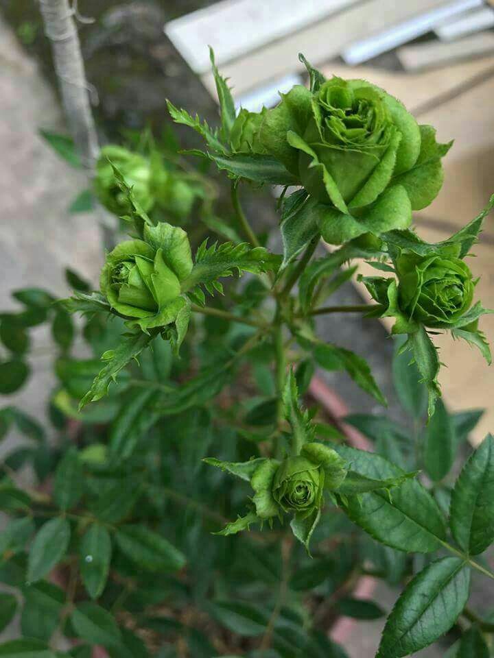 Green Rose