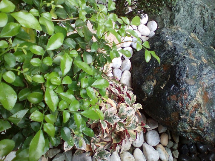 Wet Plants