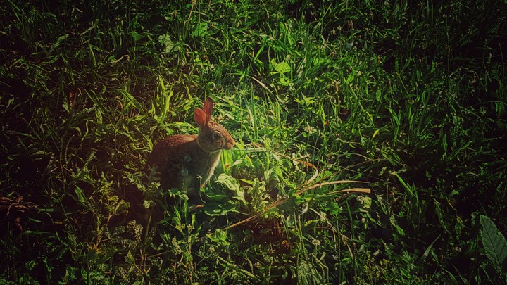 Bunny