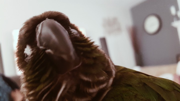 Happy birb