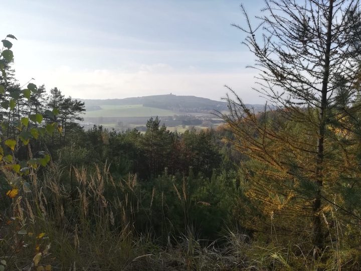 forest