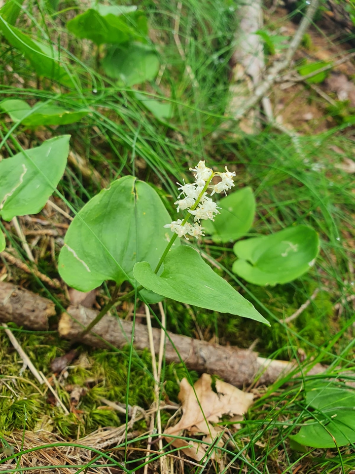flora