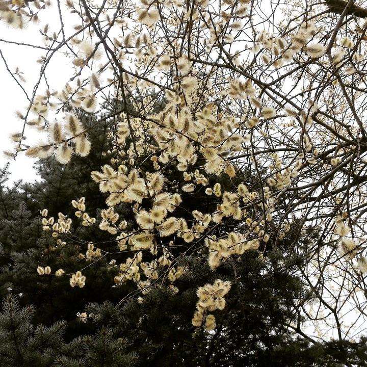 spring