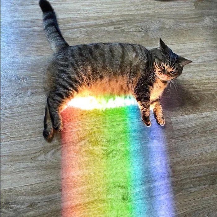 кот