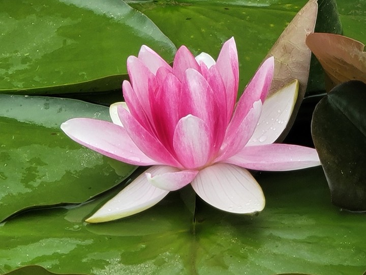 자연