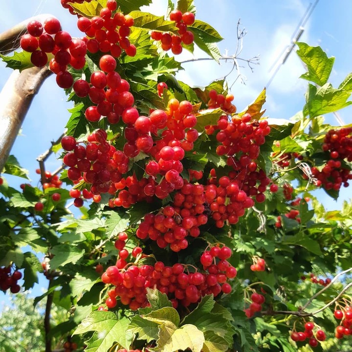 snowball tree