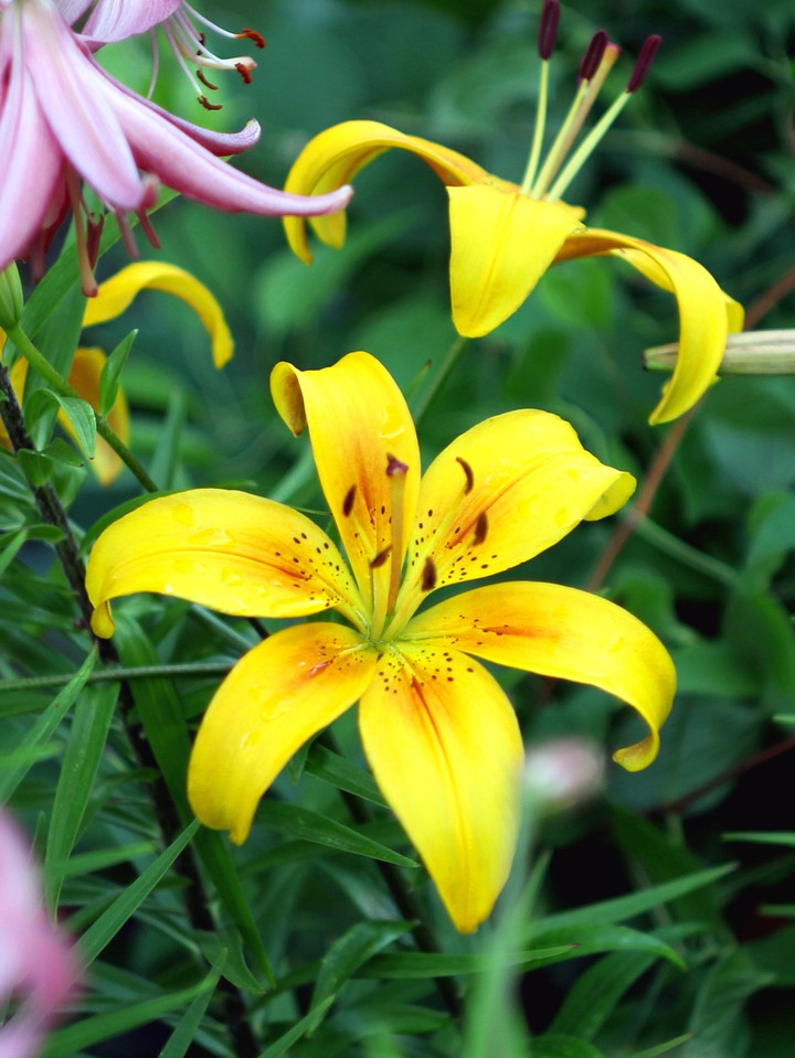 Beautiful lilies
