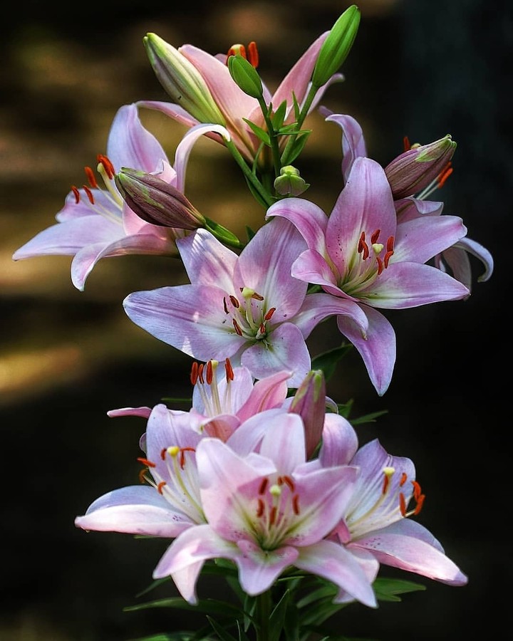 lilium