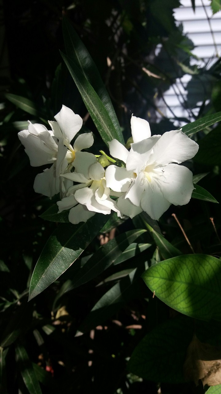 nature