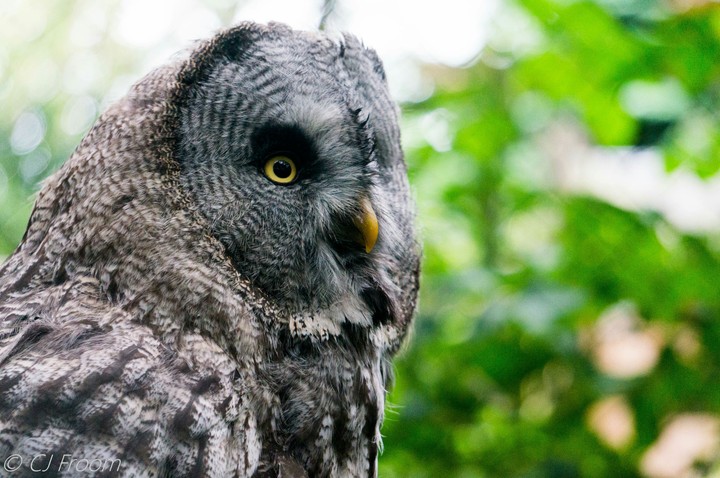 Owl