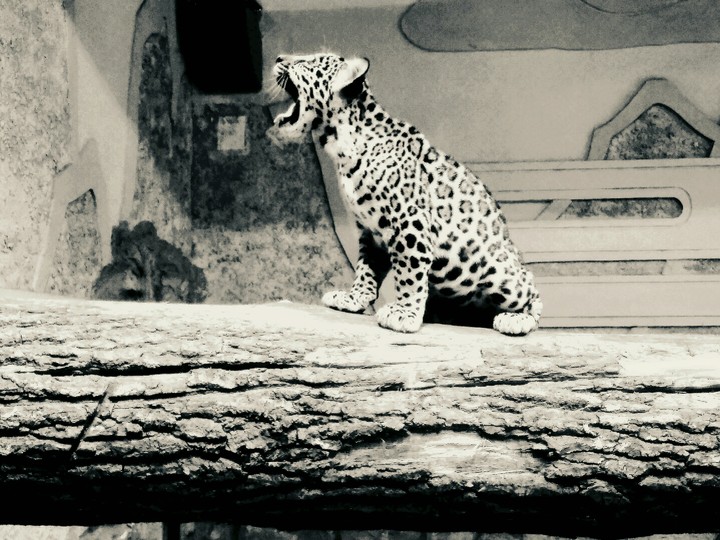 tiger