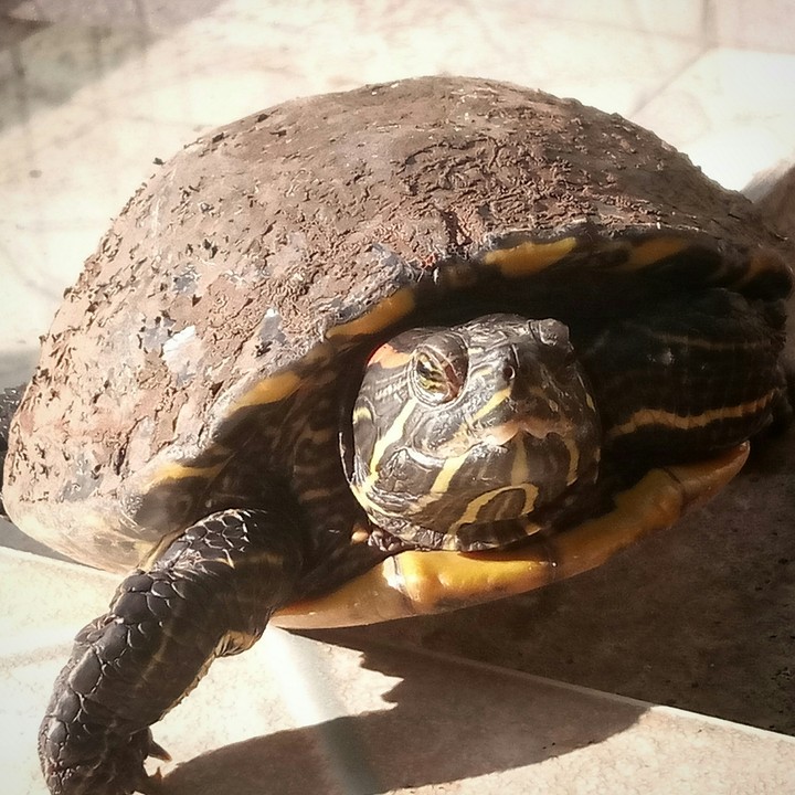 Turtle 