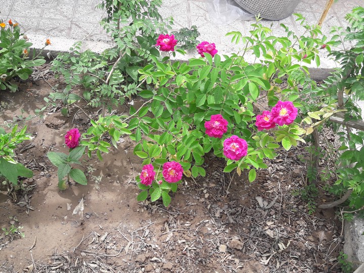 mohammadi flowers